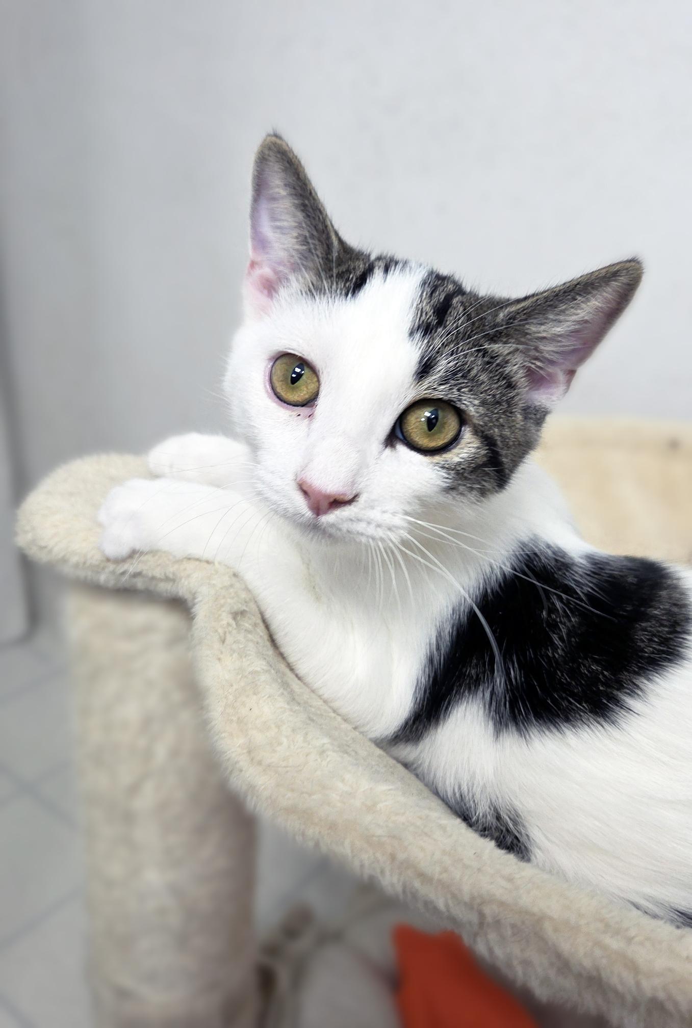 Muffin, a Adoptable Domestic Short Hair in Centerville, UT image 1/6