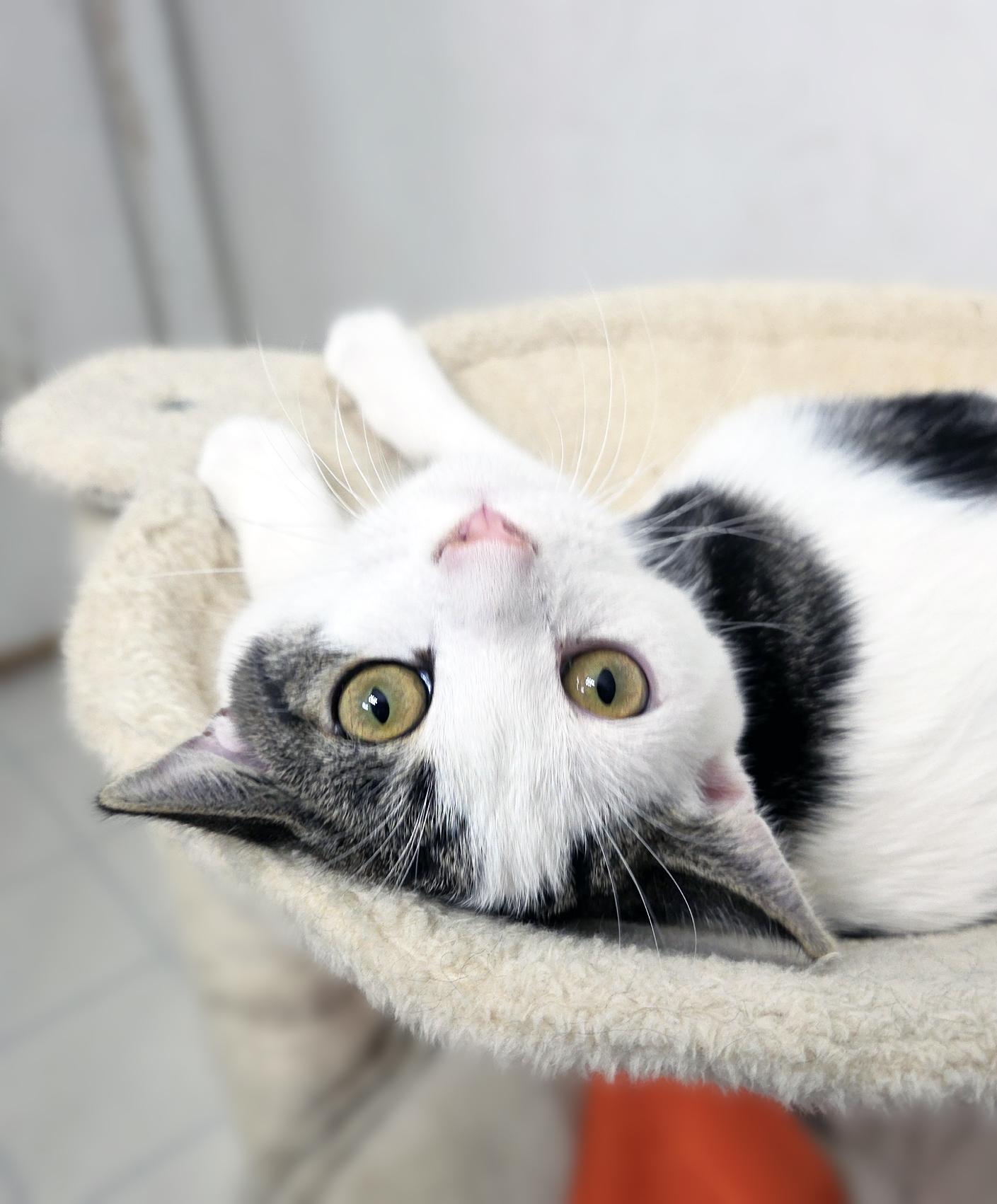 Muffin, a Adoptable Domestic Short Hair in Centerville, UT image 2/6