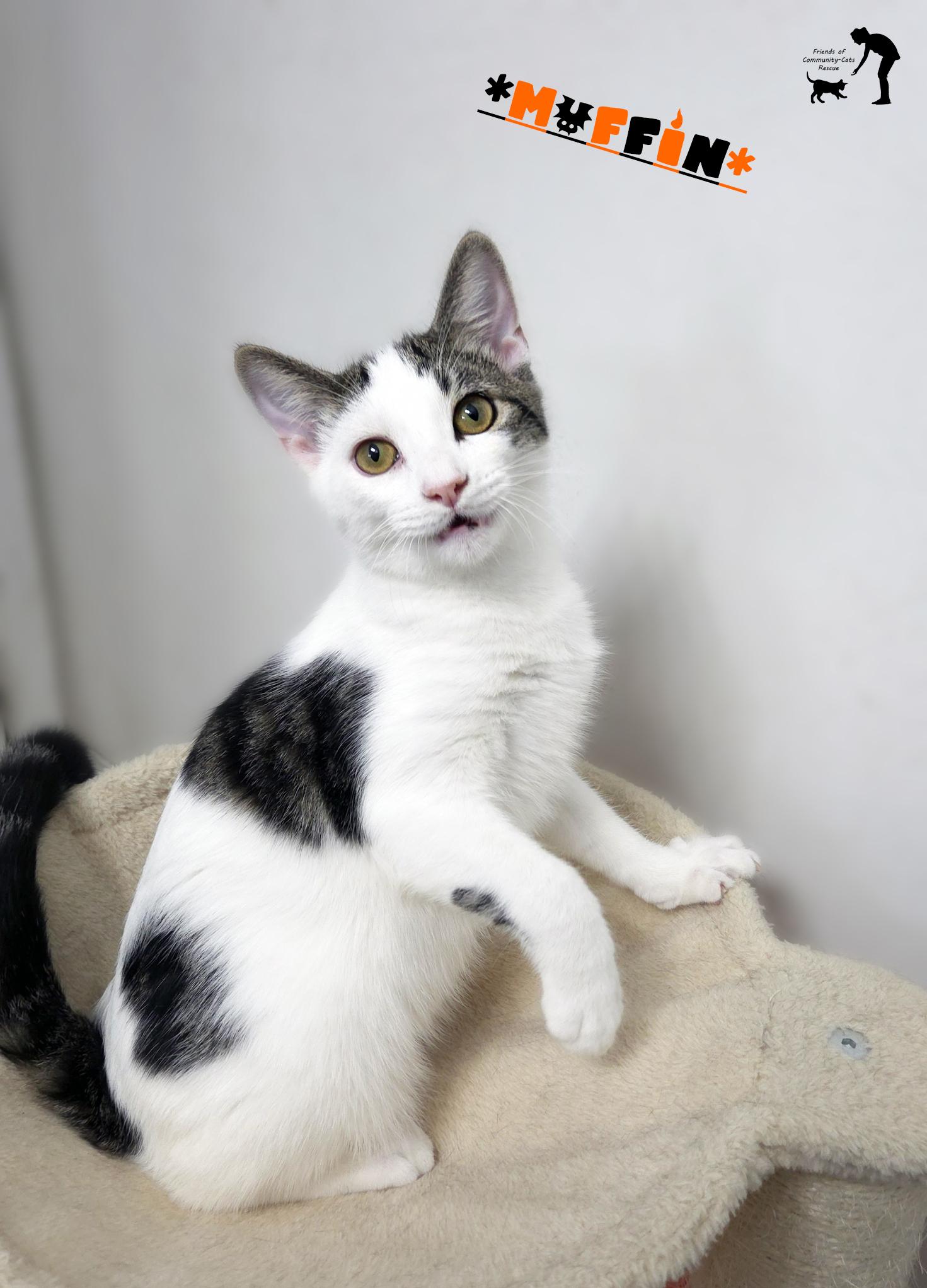 Muffin, a Adoptable Domestic Short Hair in Centerville, UT image 3/6