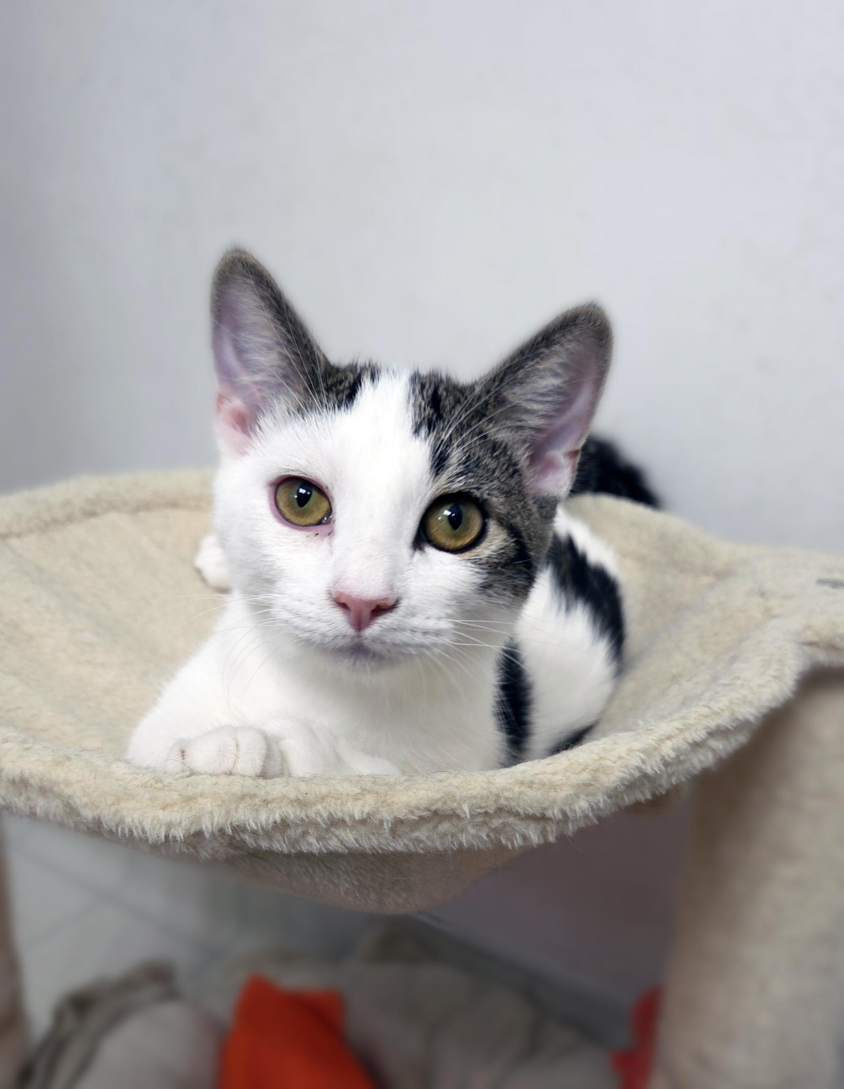 Muffin, a Adoptable Domestic Short Hair in Centerville, UT image 4/6