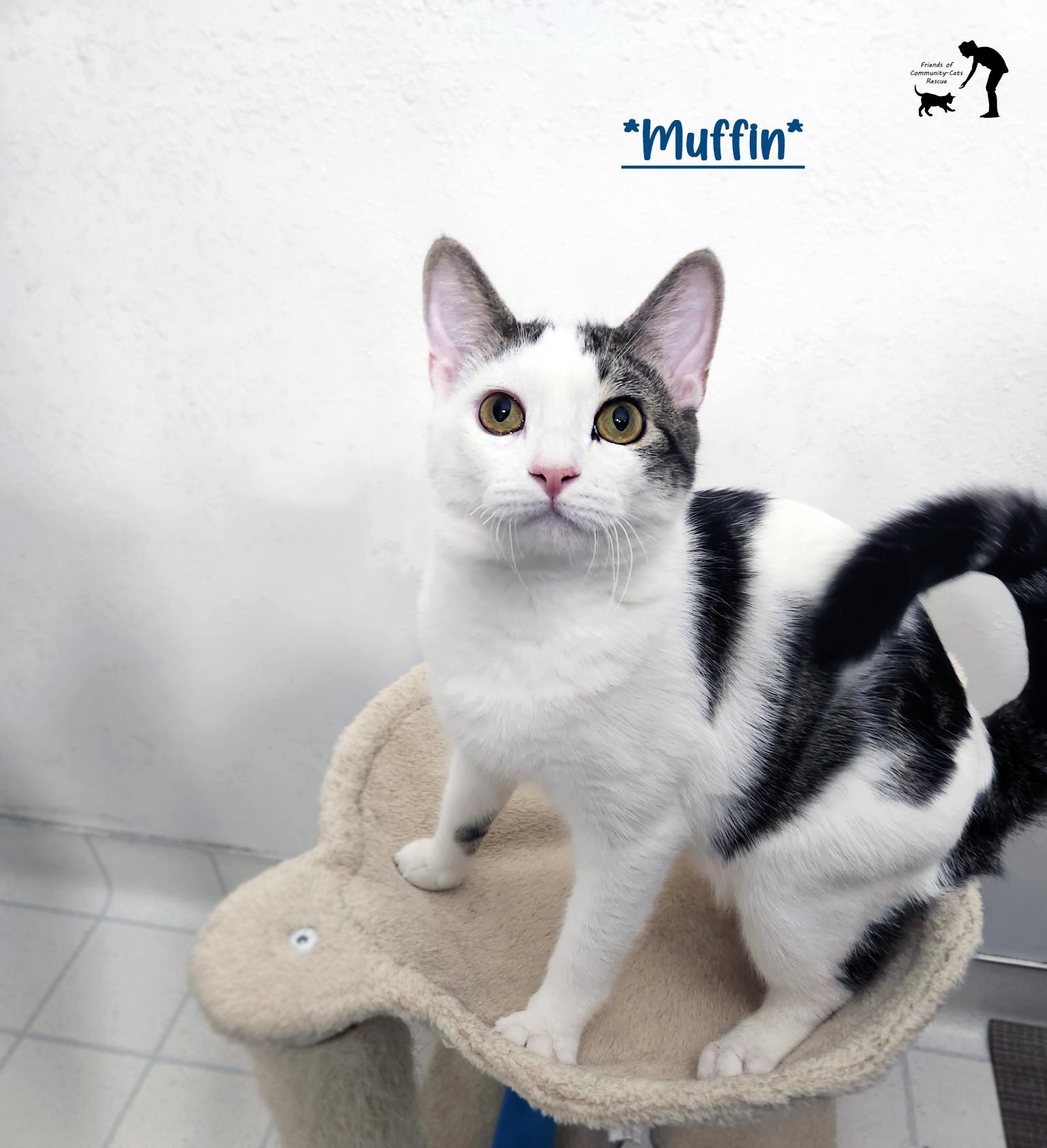 Enlarge Muffin, a Adoptable Domestic Short Hair in Centerville, UT image 1/2