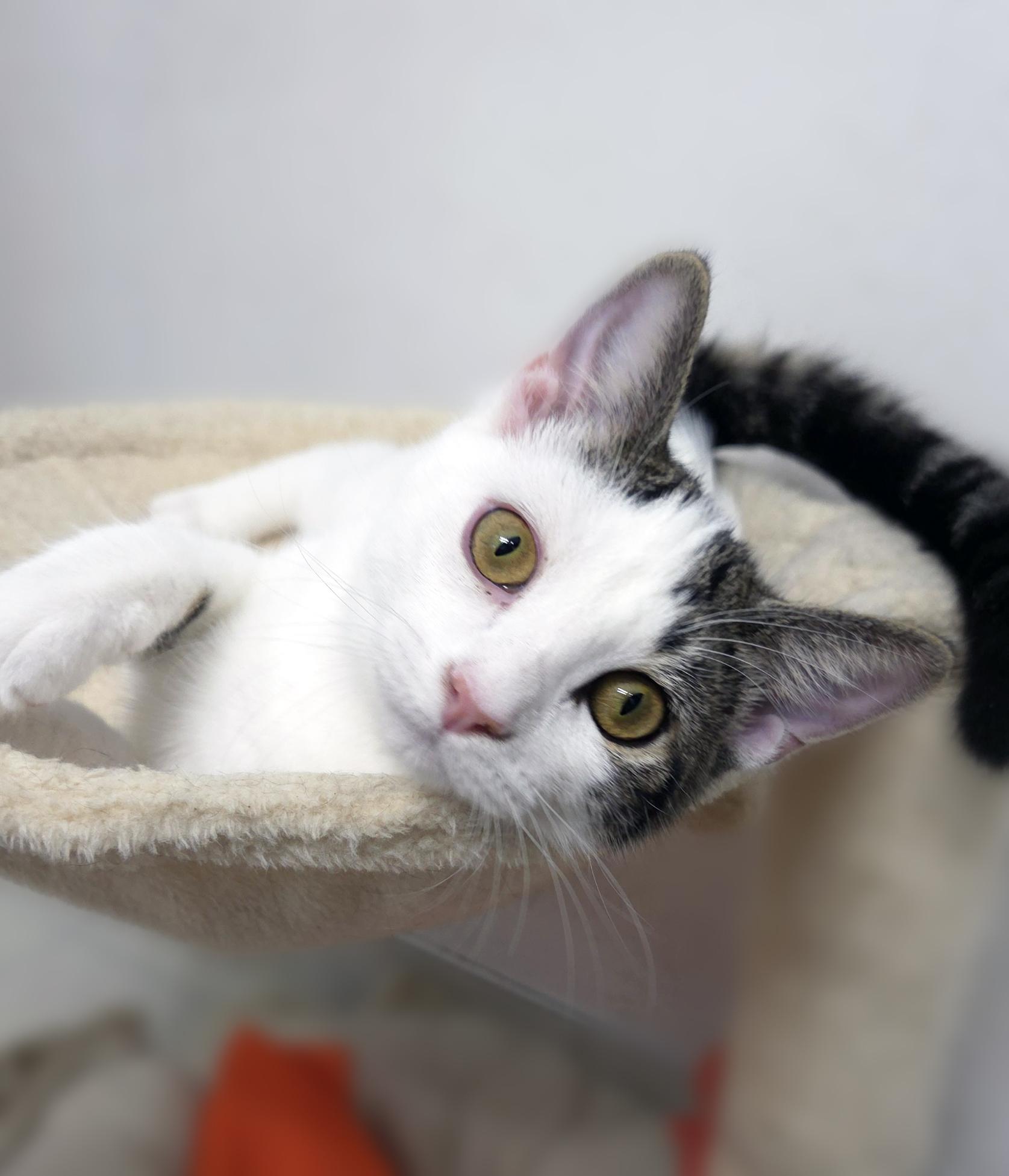 Muffin, a Adoptable Domestic Short Hair in Centerville, UT image 5/6