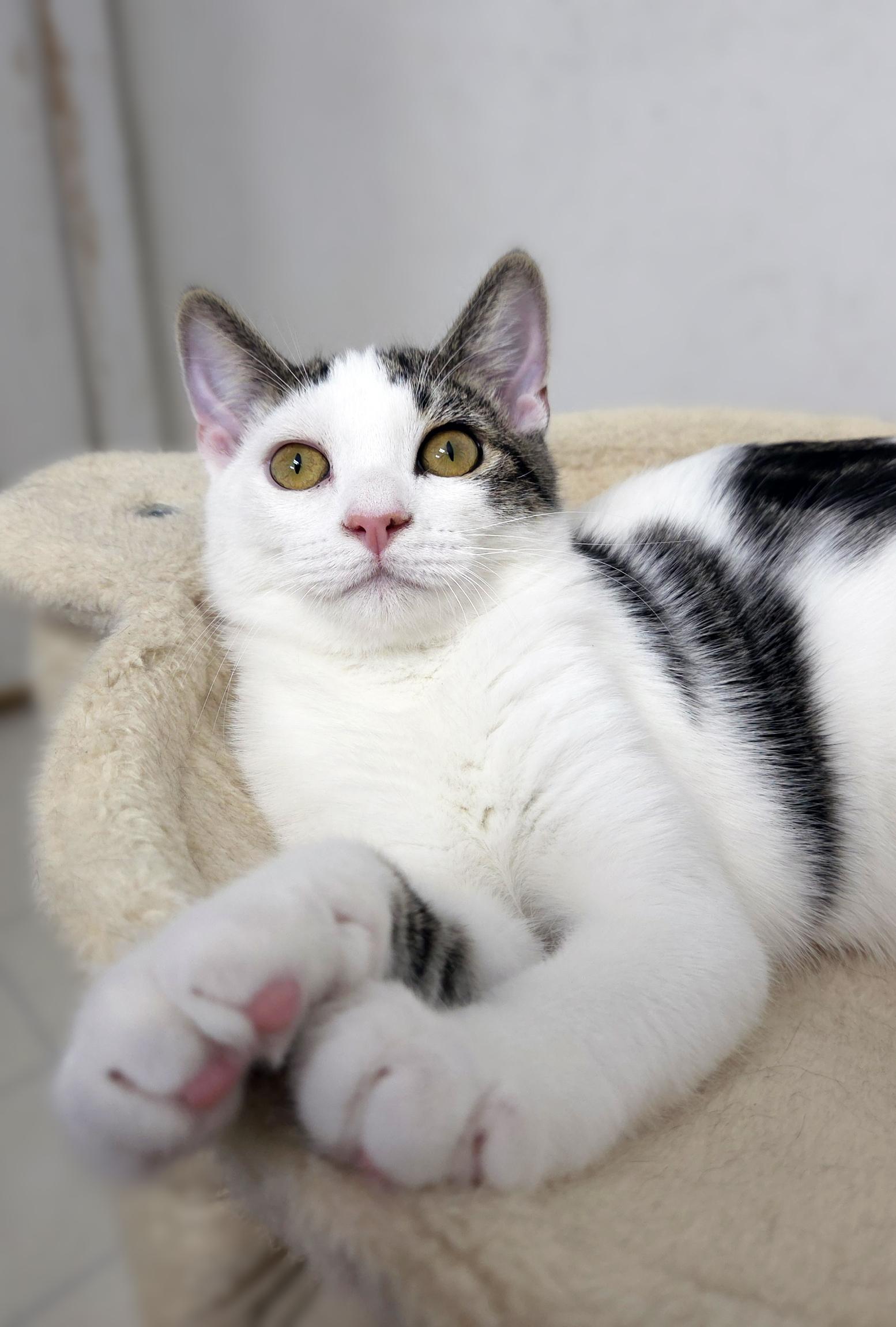 Muffin, a Adoptable Domestic Short Hair in Centerville, UT image 6/6