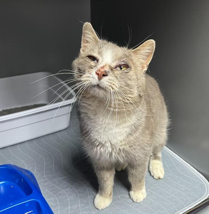 Enlarge Rocky, a ADOPTABLE Domestic Short Hair in Columbia, KY image 3/4