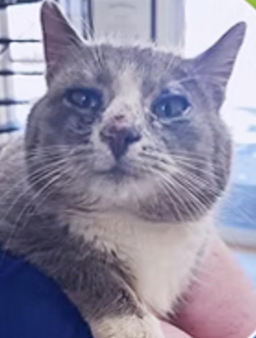 Enlarge Rocky, a ADOPTABLE Domestic Short Hair in Columbia, KY image 1/4