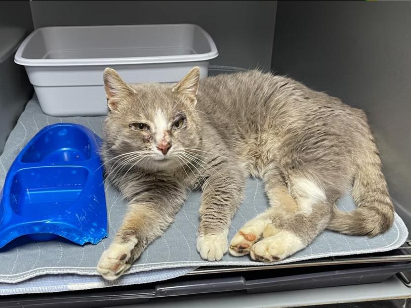Enlarge Rocky, a ADOPTABLE Domestic Short Hair in Columbia, KY image 2/4