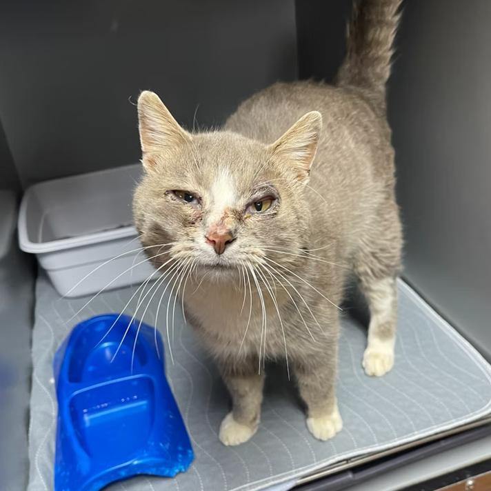 Enlarge Rocky, a ADOPTABLE Domestic Short Hair in Columbia, KY image 4/4