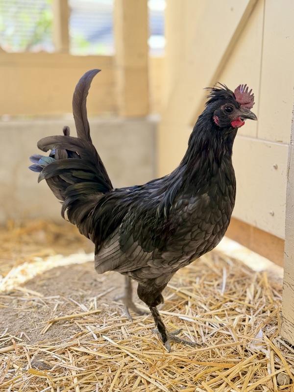 Mr Green, Adoptable, Young Male Chicken & Polish.