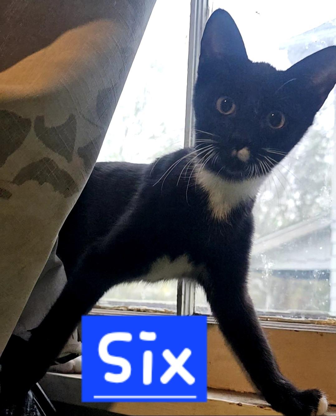 Sixx, Adoptable, Kitten Male American Shorthair.