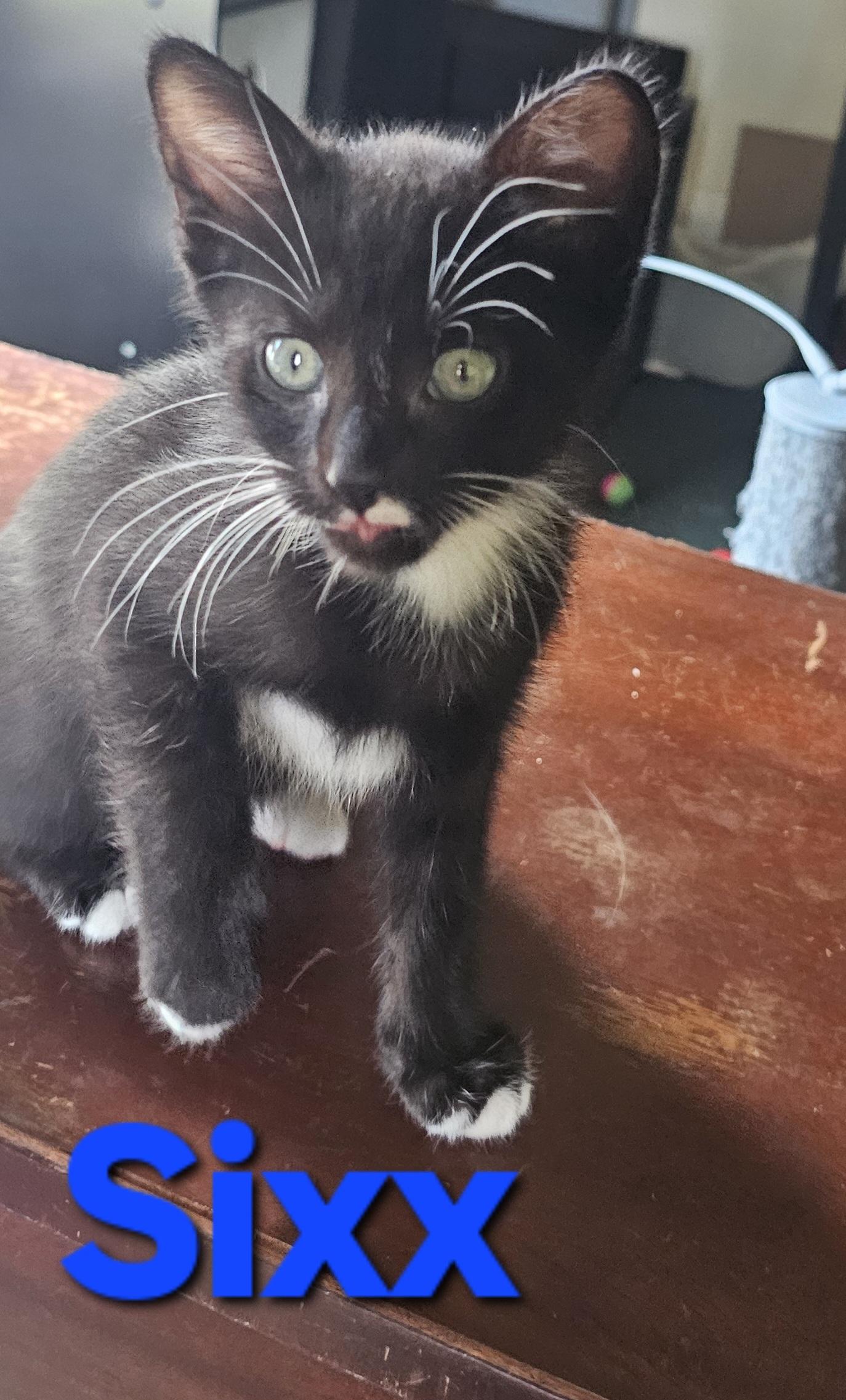 Sixx, a Adoptable mixed breed in Massillon, OH image 2/3