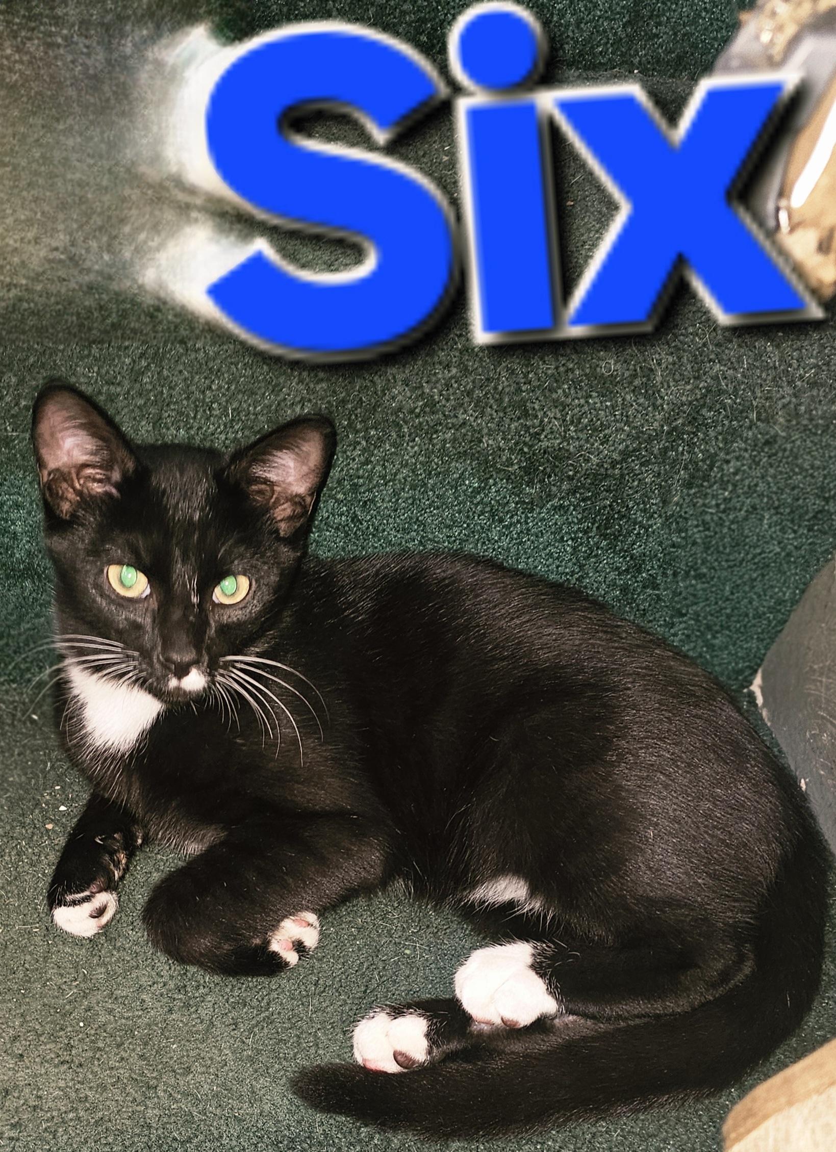 Sixx, a Adoptable mixed breed in Massillon, OH image 3/3