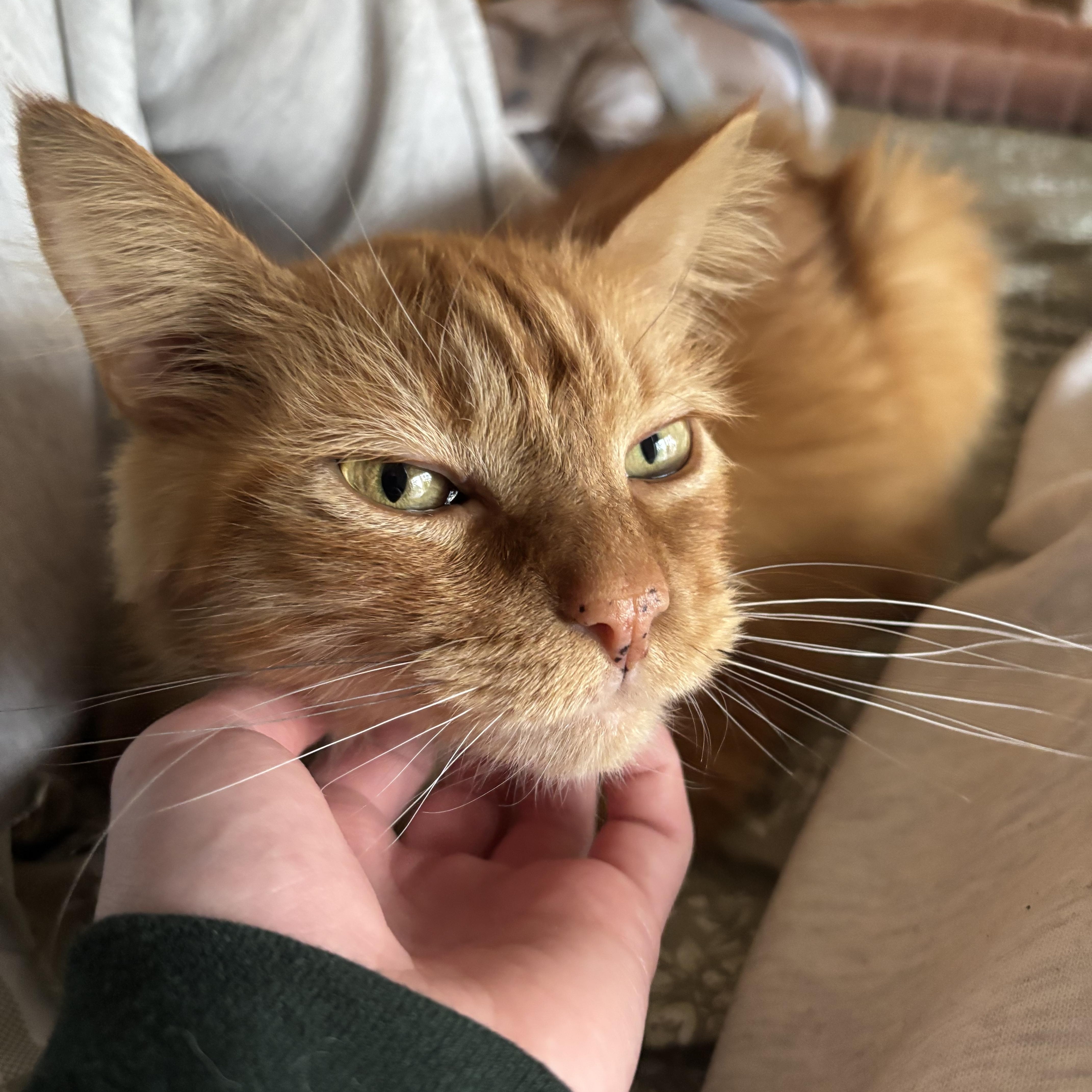 Enlarge Redford, a Adoptable Domestic Long Hair in Hagerstown, MD image 2/6