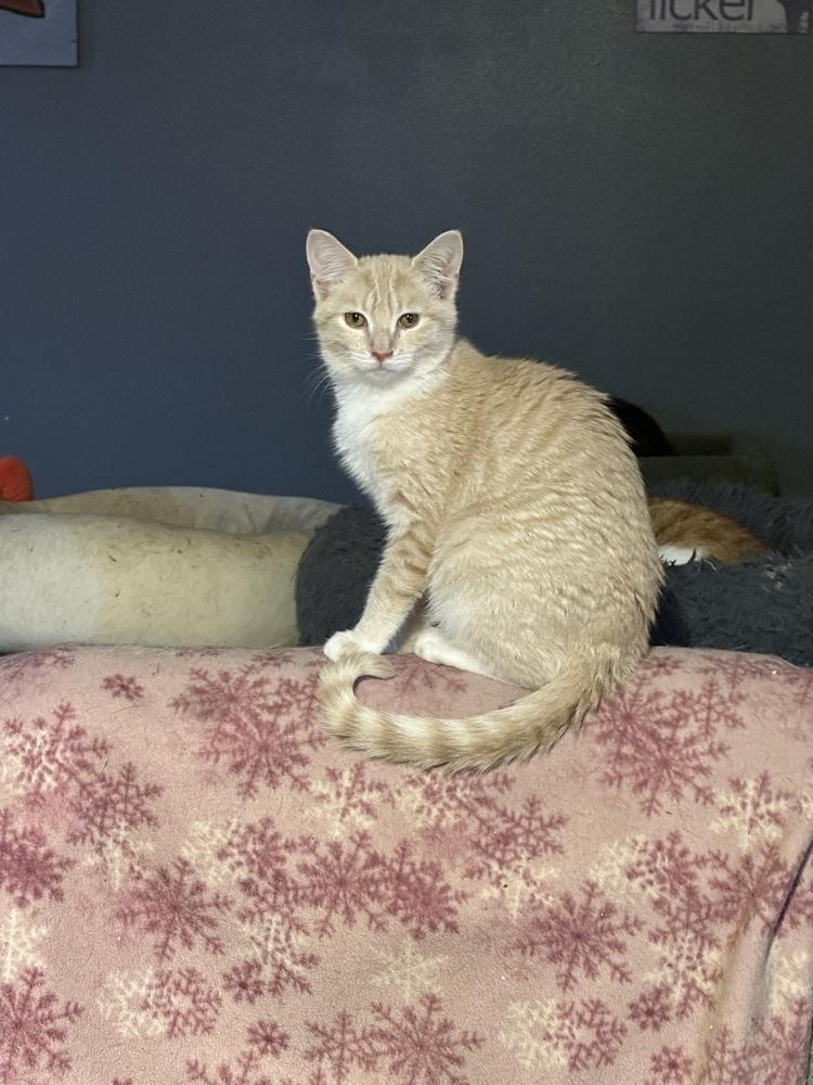 Belen, Adoptable, Kitten Female Domestic Short Hair.