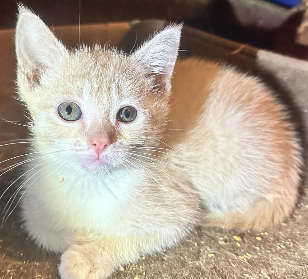 Enlarge Belen, a Adoptable Domestic Short Hair in Albany, WI image 2/3