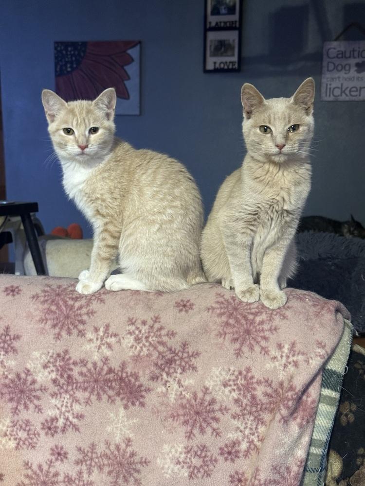 Enlarge Belen, a Adoptable Domestic Short Hair in Albany, WI image 3/3