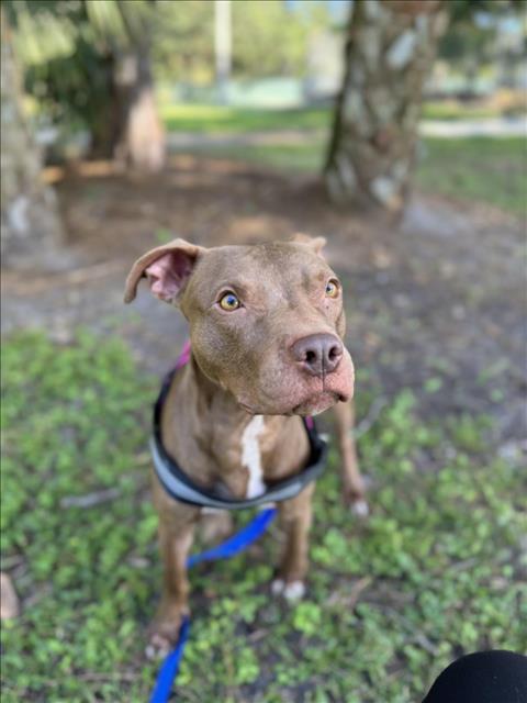 GATSBY, Adoptable, Adult Male Pit Bull Terrier.