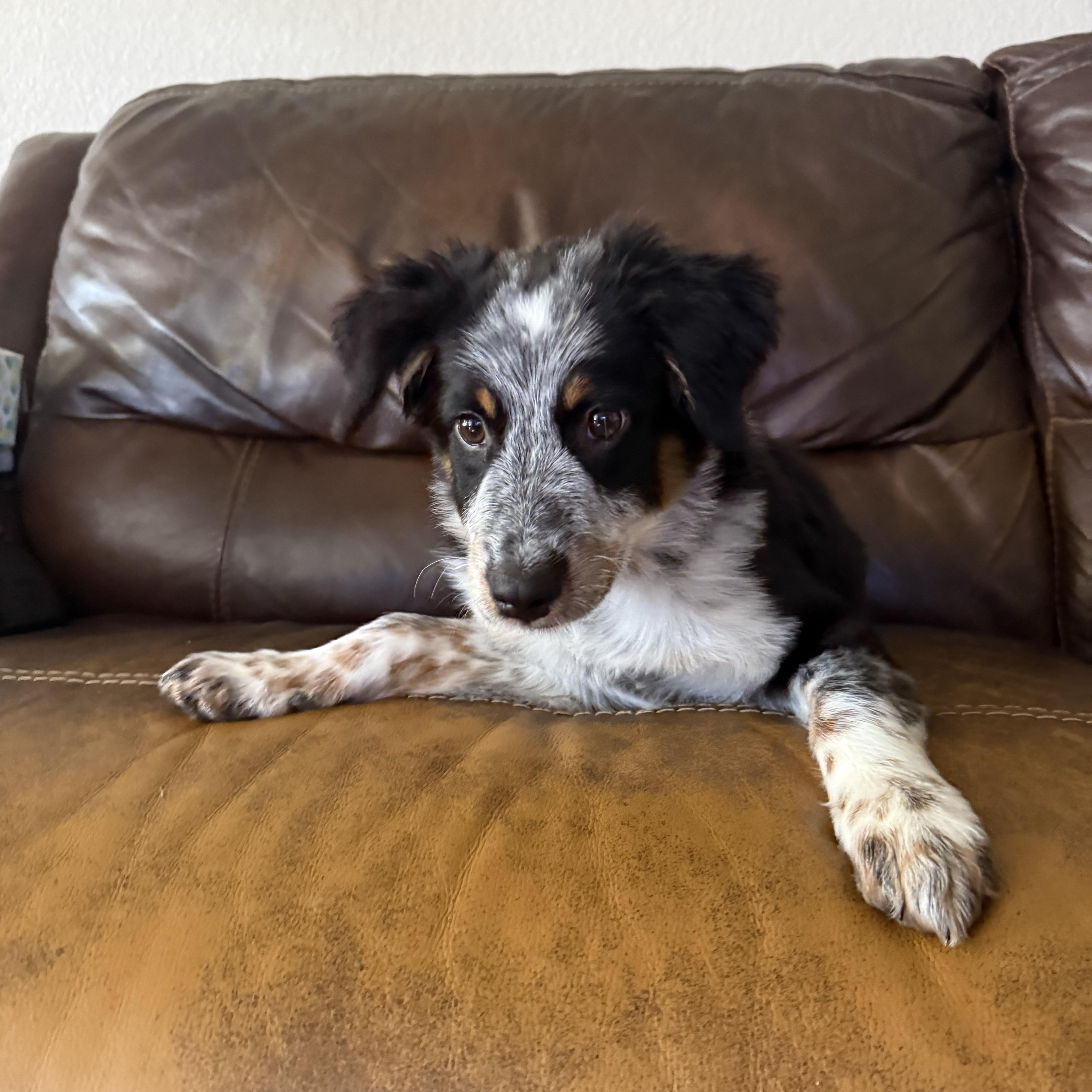 Enlarge Little Rosie 2, a Adopted Australian Shepherd in Larchmont, NY image 3/4