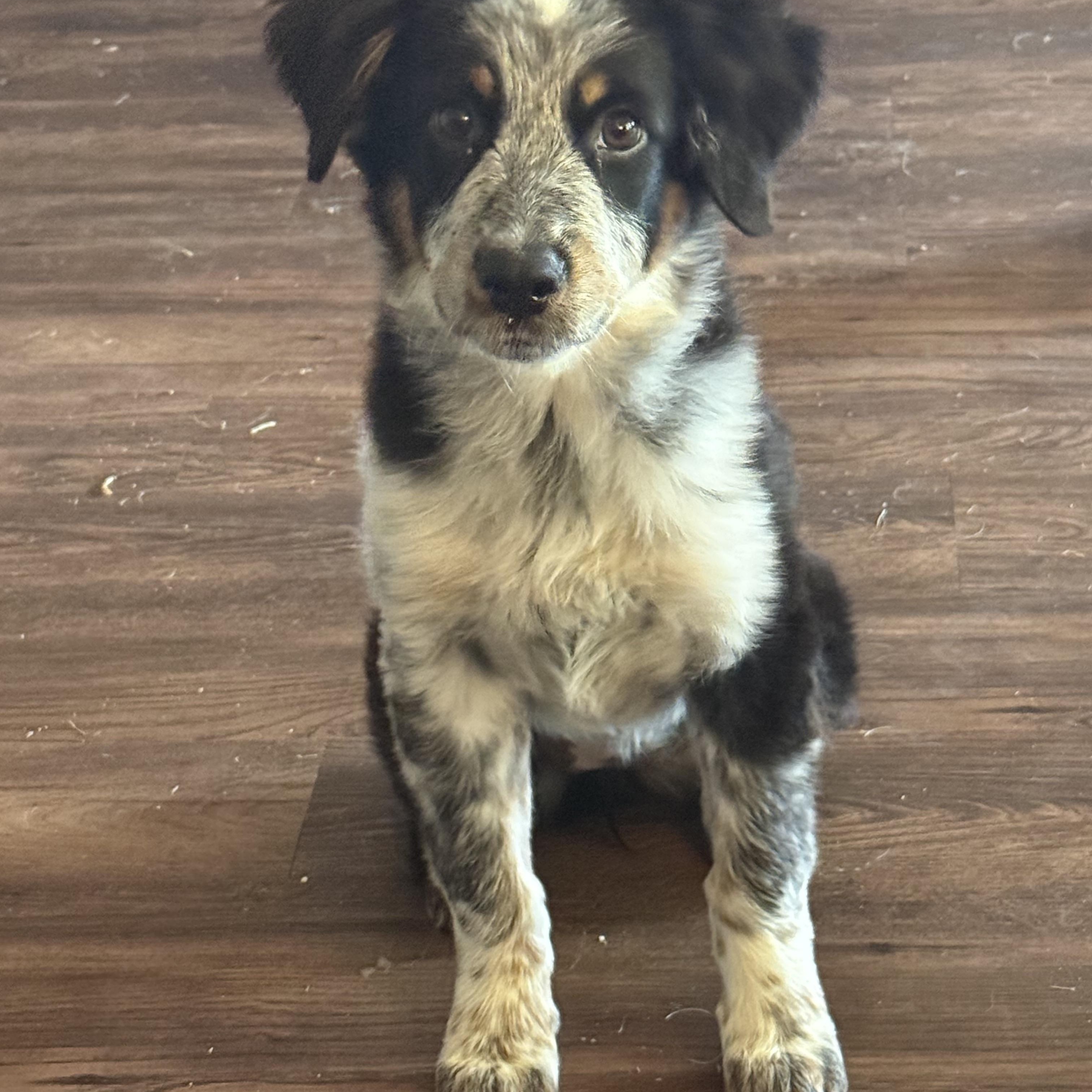 Little Rosie 2, Adopted, Puppy Female Australian Shepherd.