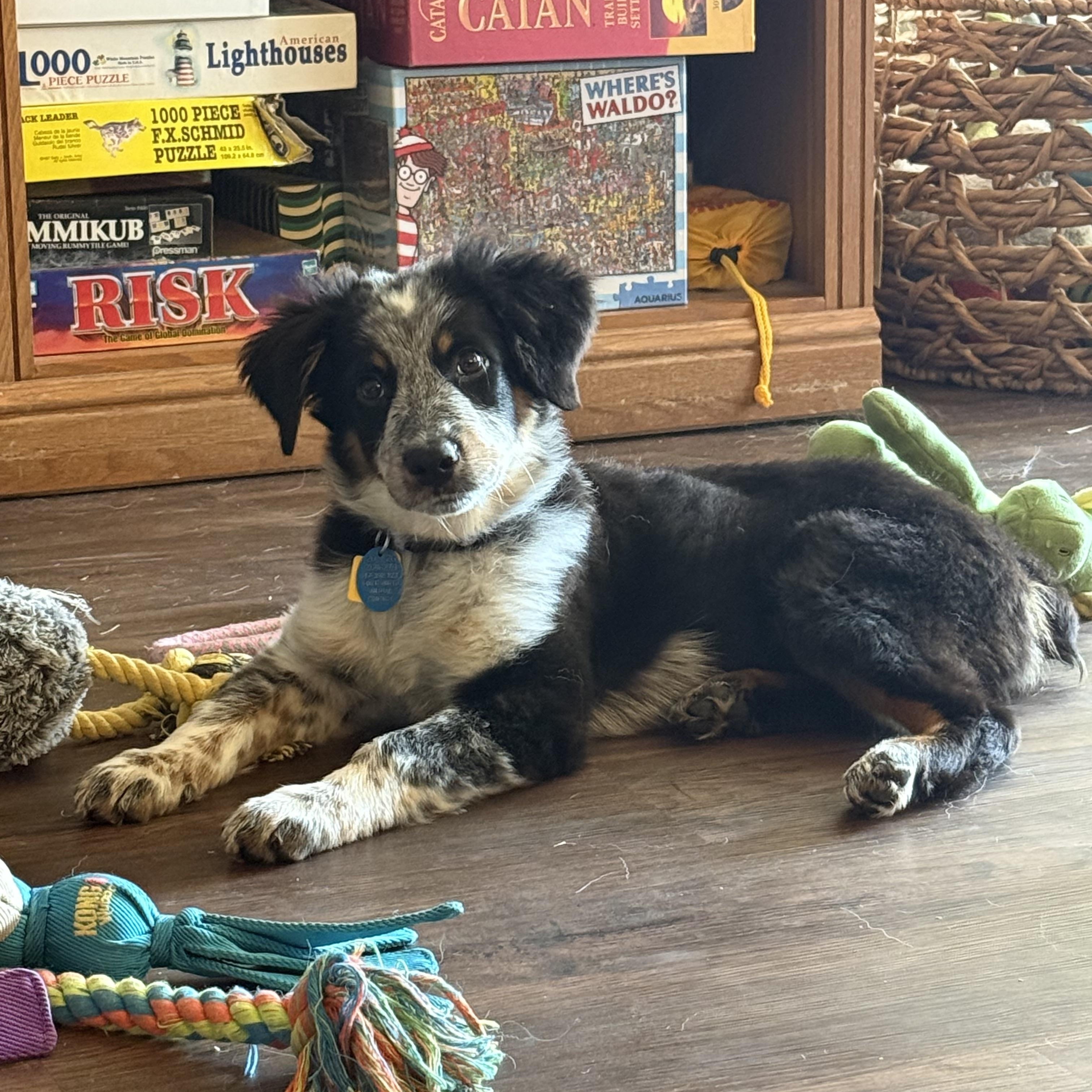 Enlarge Little Rosie 2, a Adopted Australian Shepherd in Larchmont, NY image 2/4