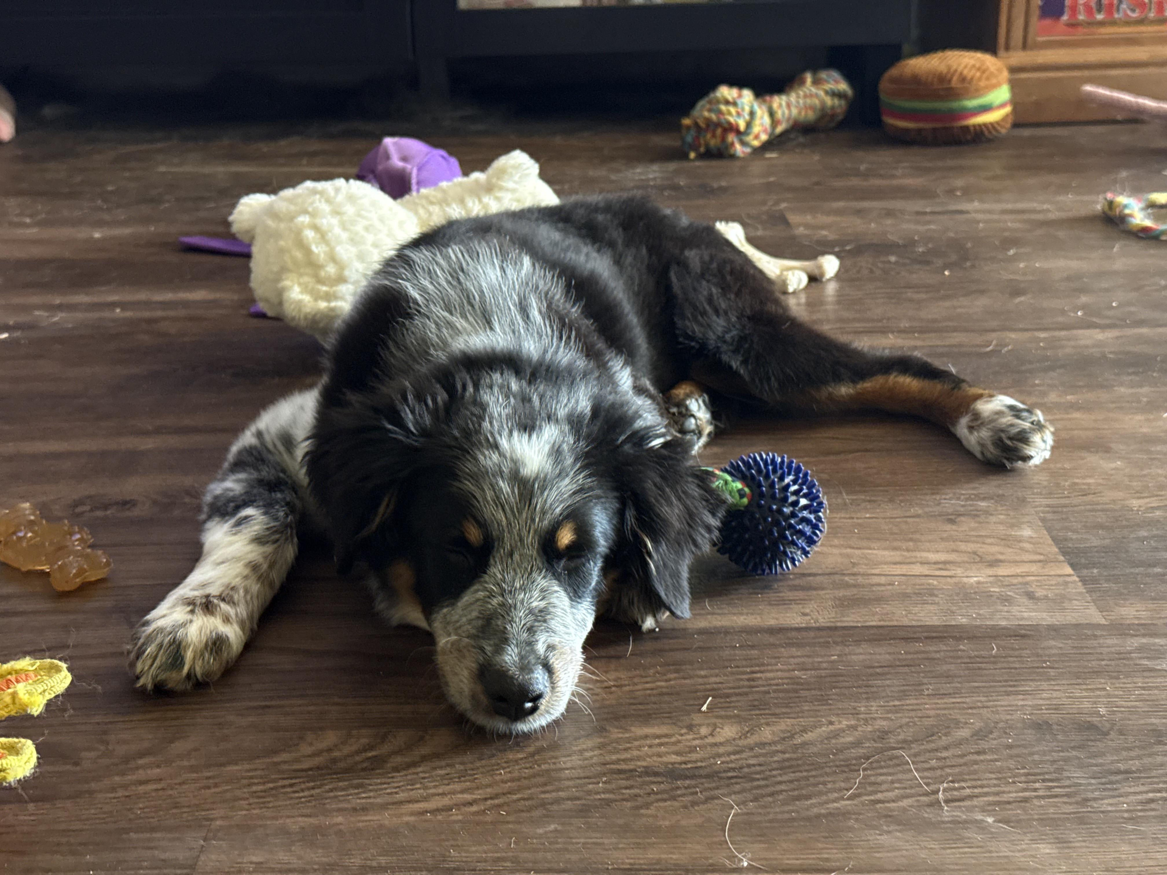 Enlarge Little Rosie 2, a Adopted Australian Shepherd in Larchmont, NY image 4/4