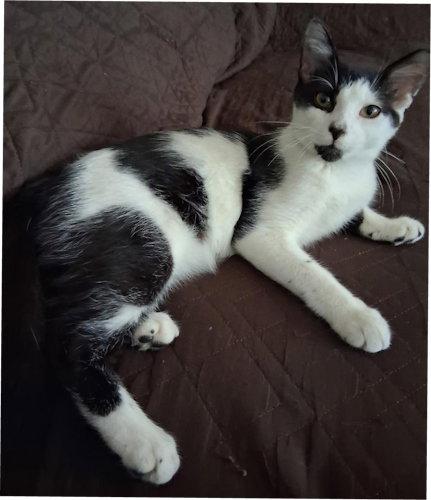 Prince - PSP Foster Home, Adoptable, Young Male Domestic Short Hair.