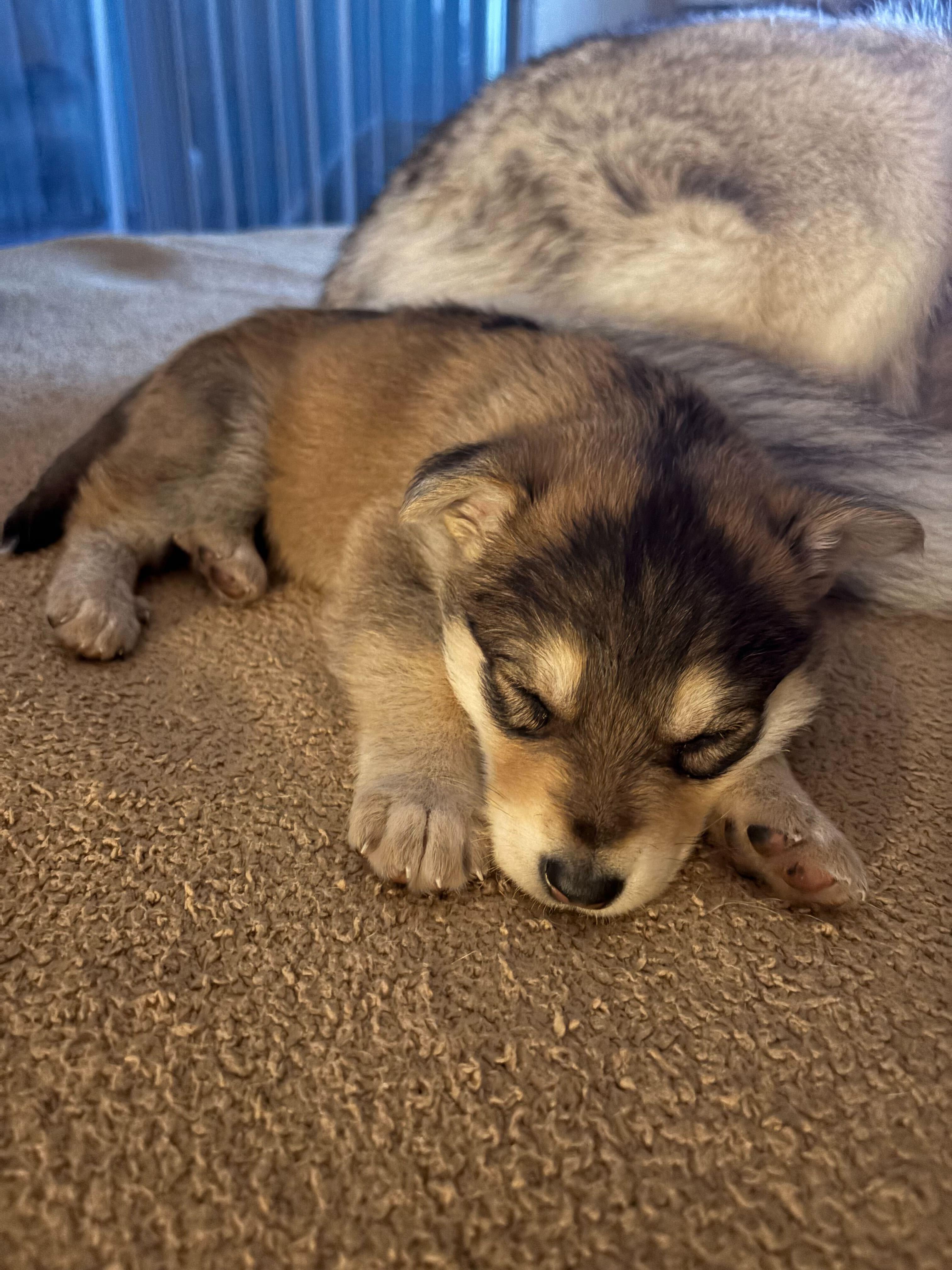 Kaya, an adopted mixed breed in Mammoth Lakes, CA image 2/5