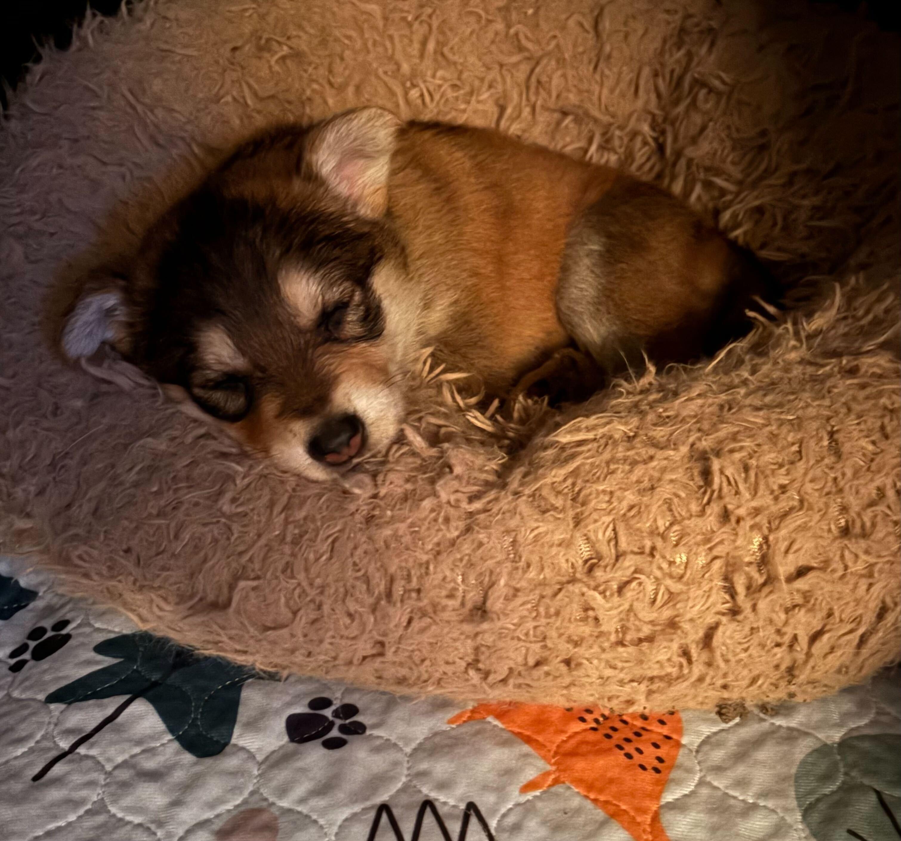 Kaya, an adopted mixed breed in Mammoth Lakes, CA image 3/5
