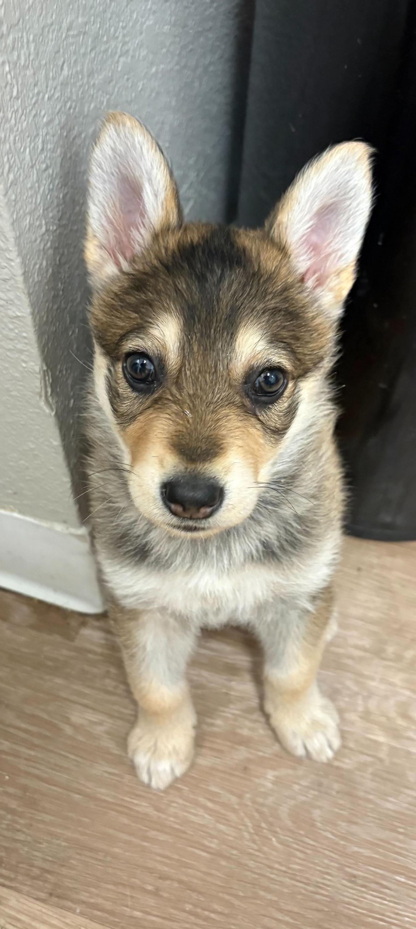 Kaya, an adopted mixed breed in Mammoth Lakes, CA image 5/5