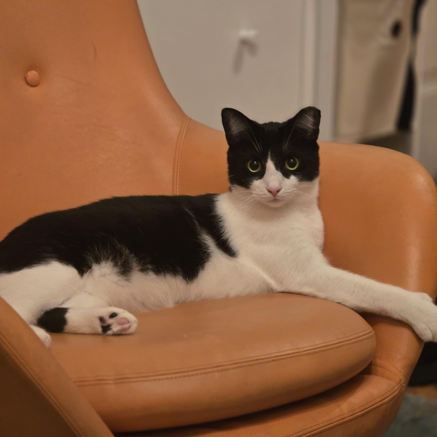 Eleven, Adoptable, Adult Male Domestic Short Hair.