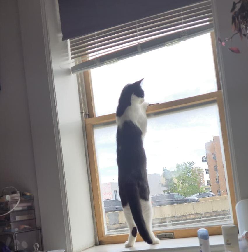 Enlarge Eleven, a Adoptable Domestic Short Hair in brooklyn, NY image 2/6