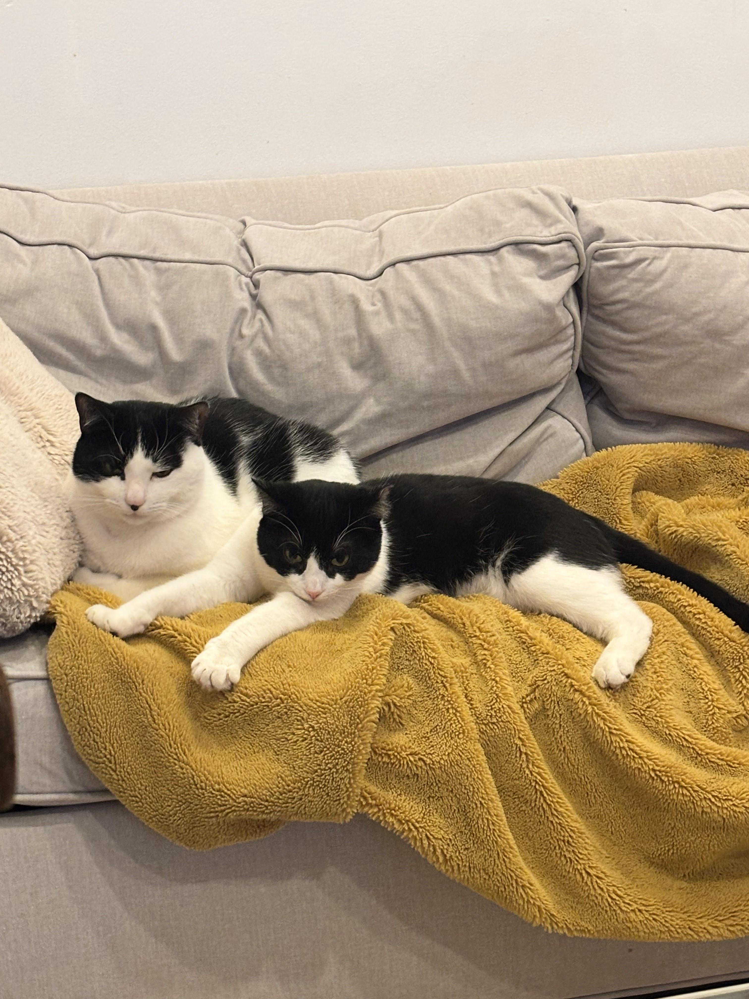 Enlarge Eleven, a Adoptable Domestic Short Hair in brooklyn, NY image 3/6