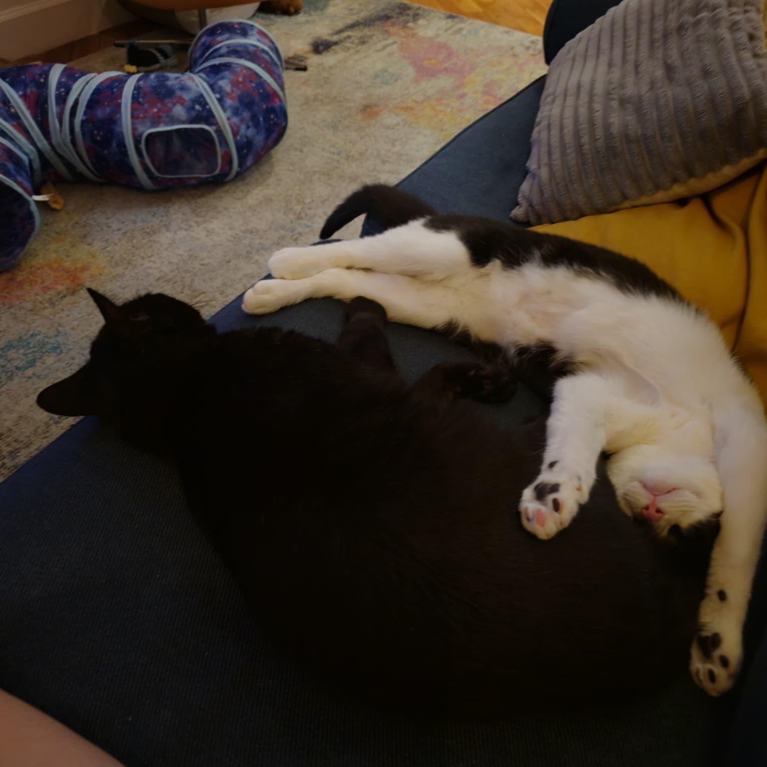 Enlarge Eleven, a Adoptable Domestic Short Hair in brooklyn, NY image 4/6