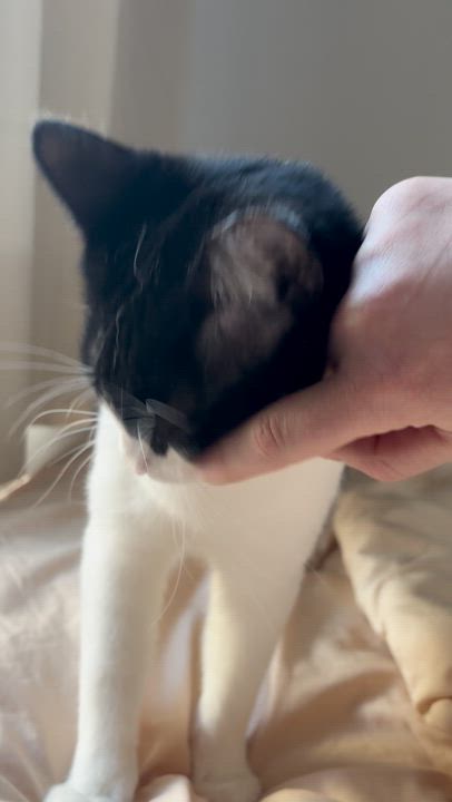 Enlarge Eleven, a Adoptable Domestic Short Hair in brooklyn, NY video 6/6