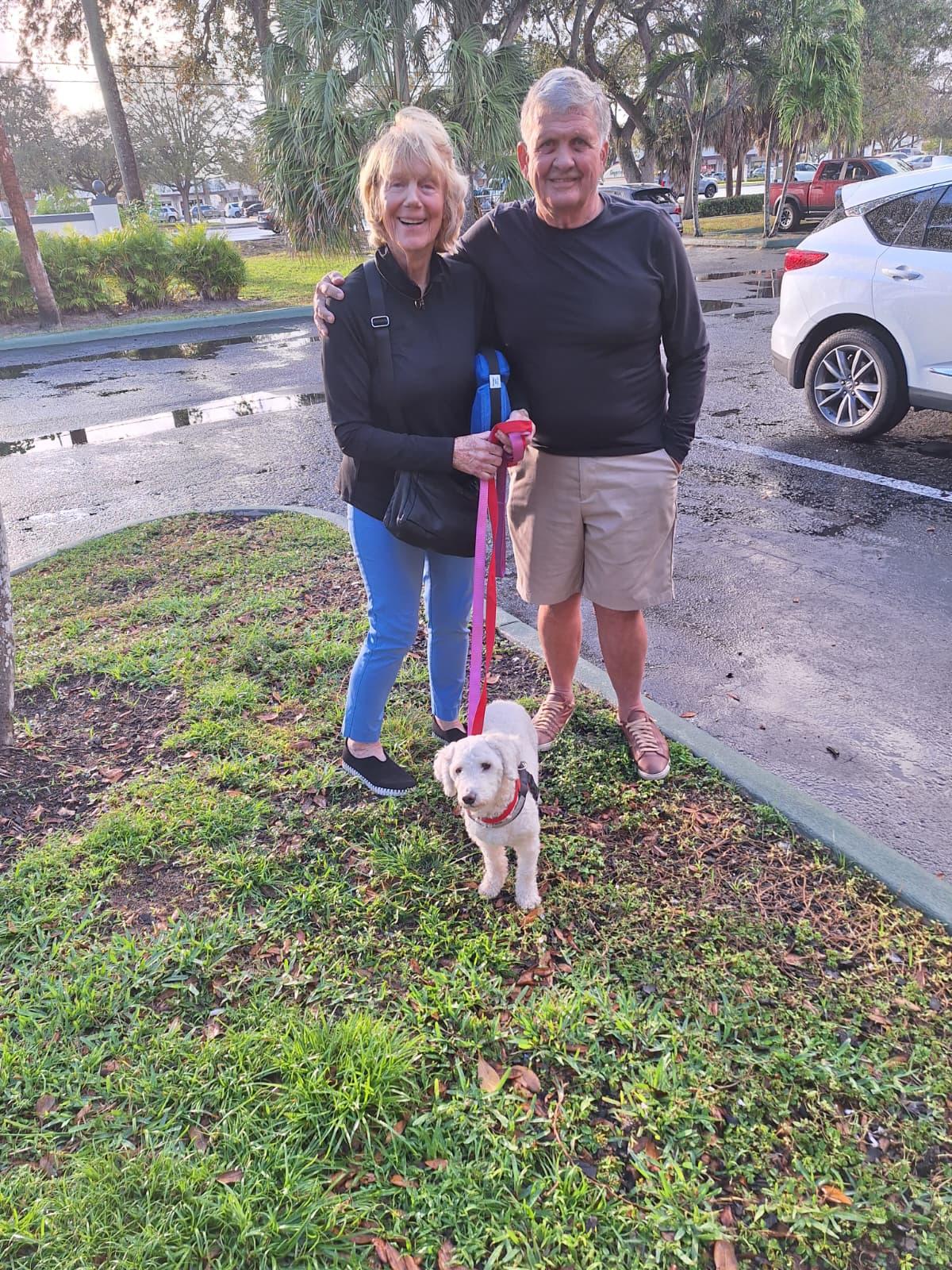 CHARLIE, Adopted, Adult Female Standard Poodle.