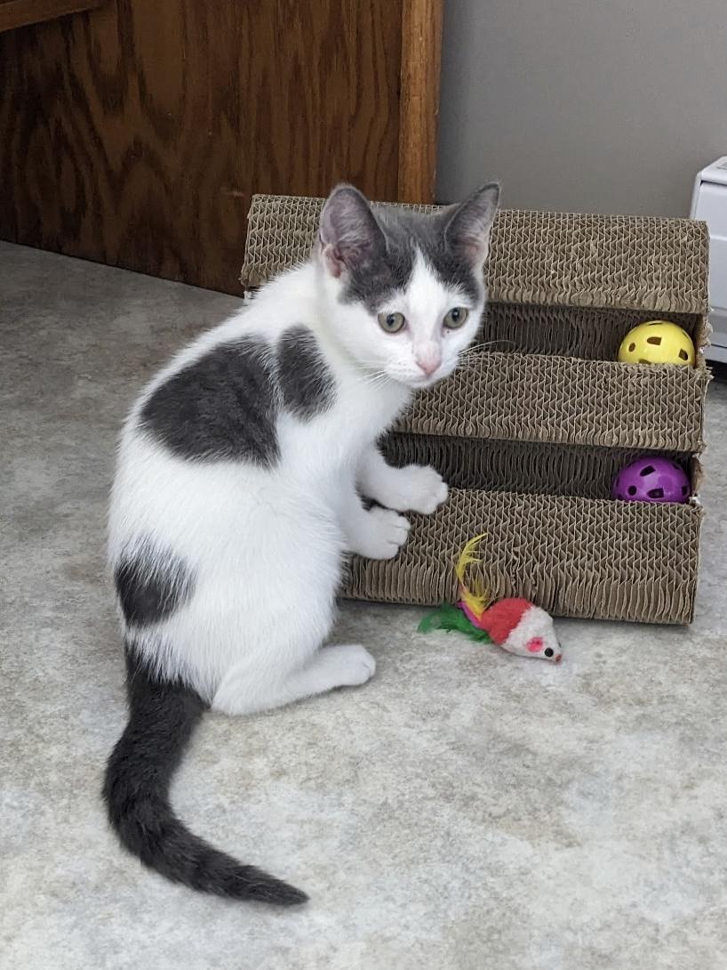 Margaret, an adoptable Domestic Short Hair in Jamestown, ND, 58402 | Photo Image 1
