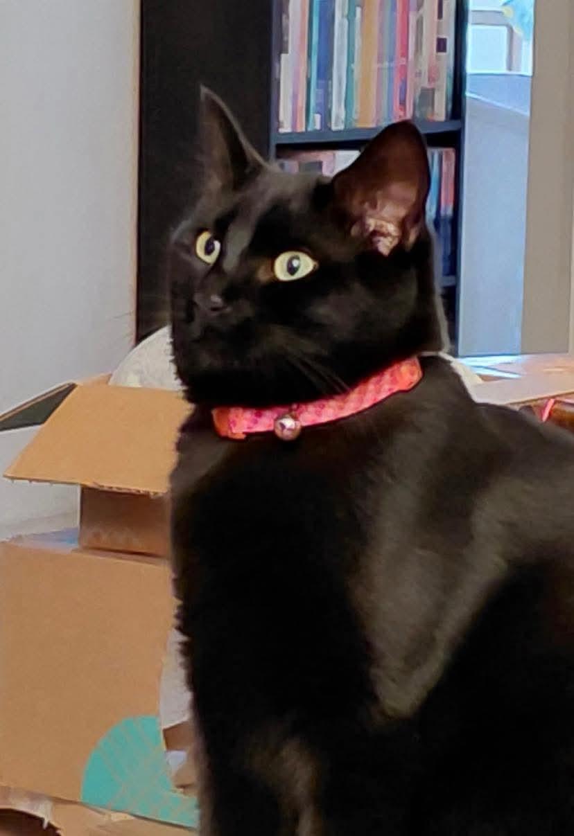 Eclipse, a ADOPTABLE Domestic Short Hair in Gladstone, OR image 1/5