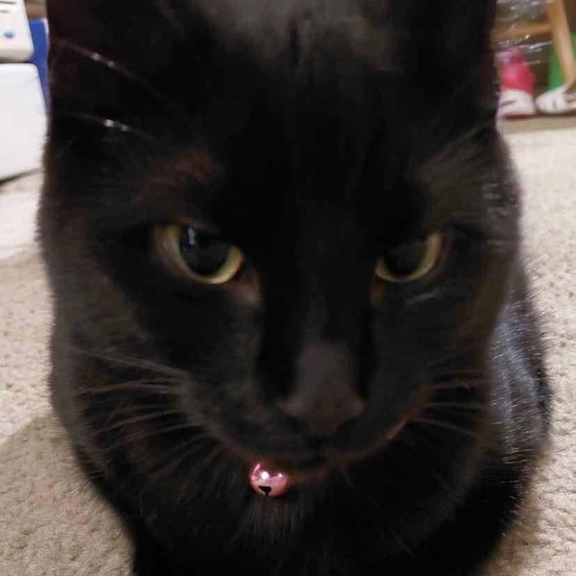 Eclipse, a ADOPTABLE Domestic Short Hair in Gladstone, OR image 5/5