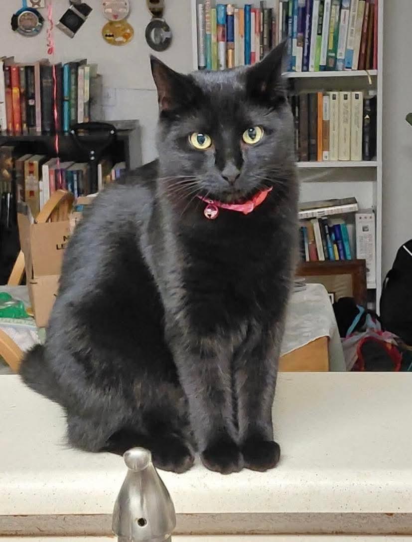 Eclipse, ADOPTABLE, Young Female Domestic Short Hair.