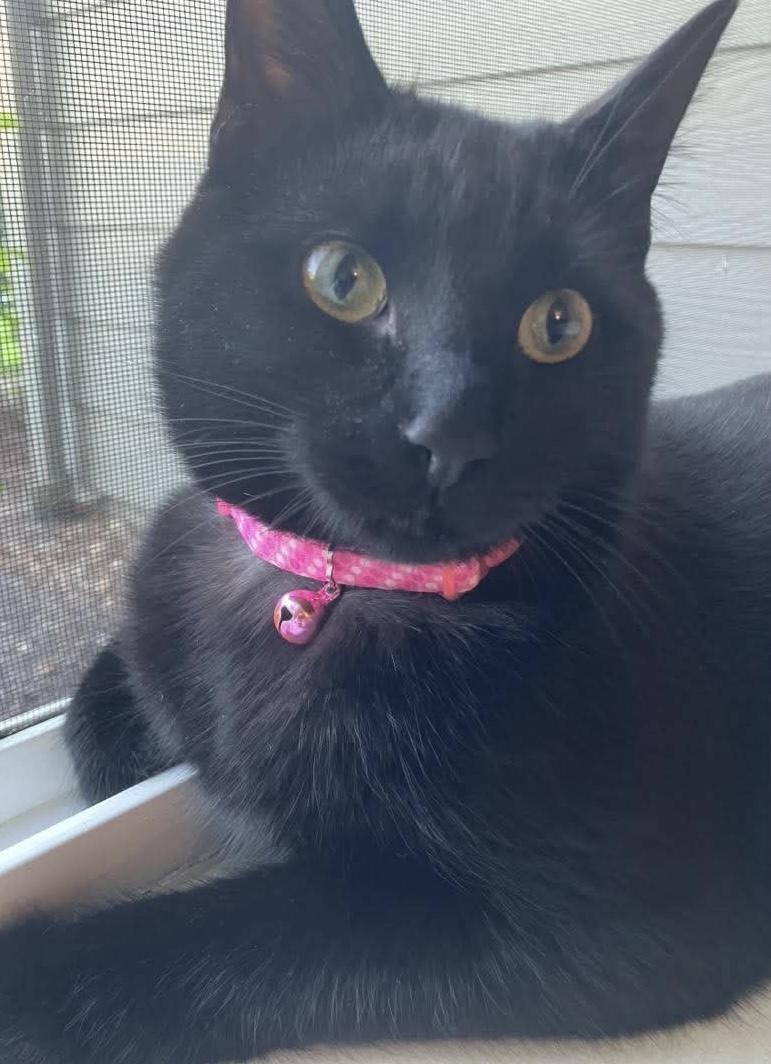 Eclipse, a ADOPTABLE Domestic Short Hair in Gladstone, OR image 3/5