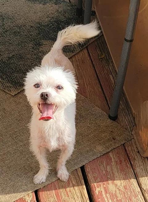 Enlarge Jay, a Adopted mixed breed in Van Alstyne, TX image 2/6