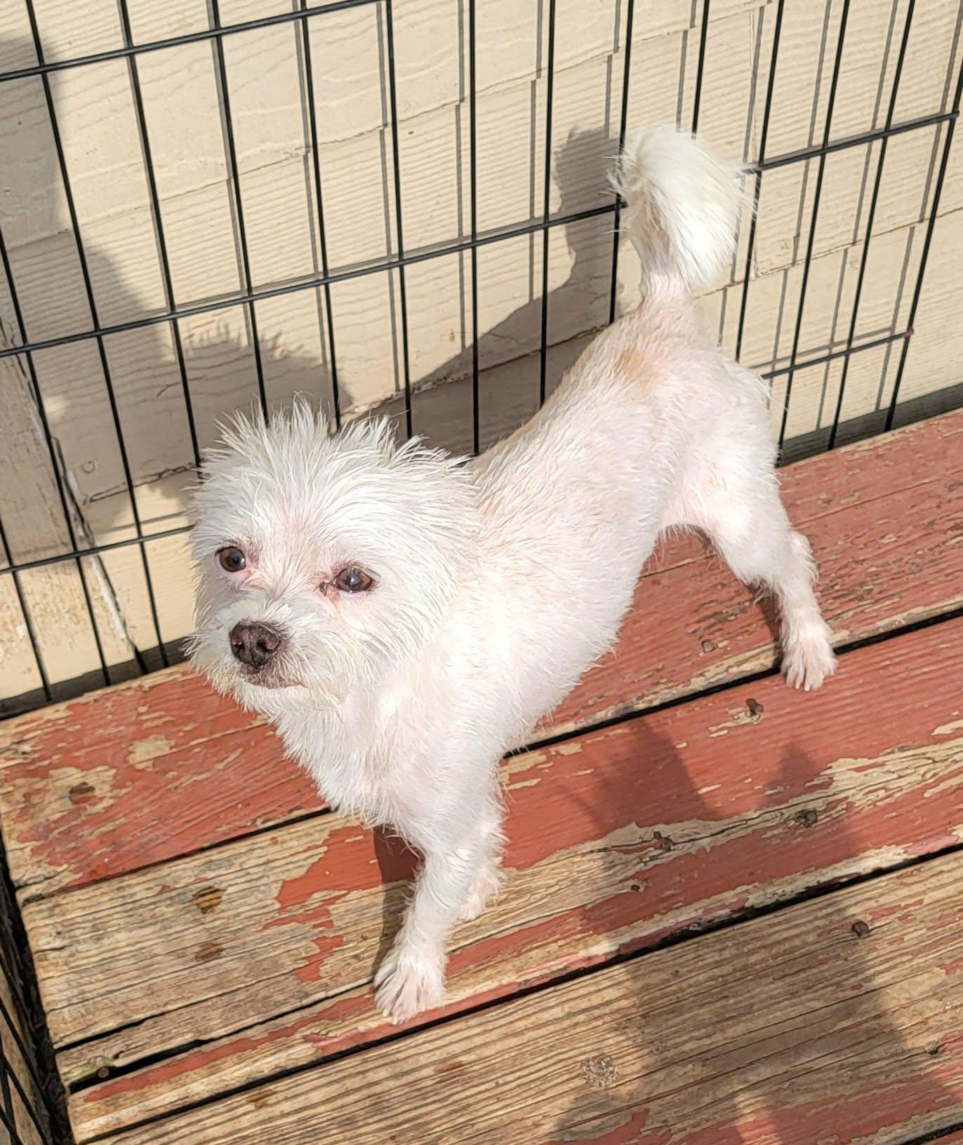 Jay, ADOPTABLE, Adult Male Terrier.