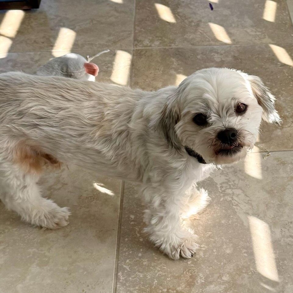 Enlarge Chevy, a ADOPTABLE mixed breed in Sarasota, FL image 1/3