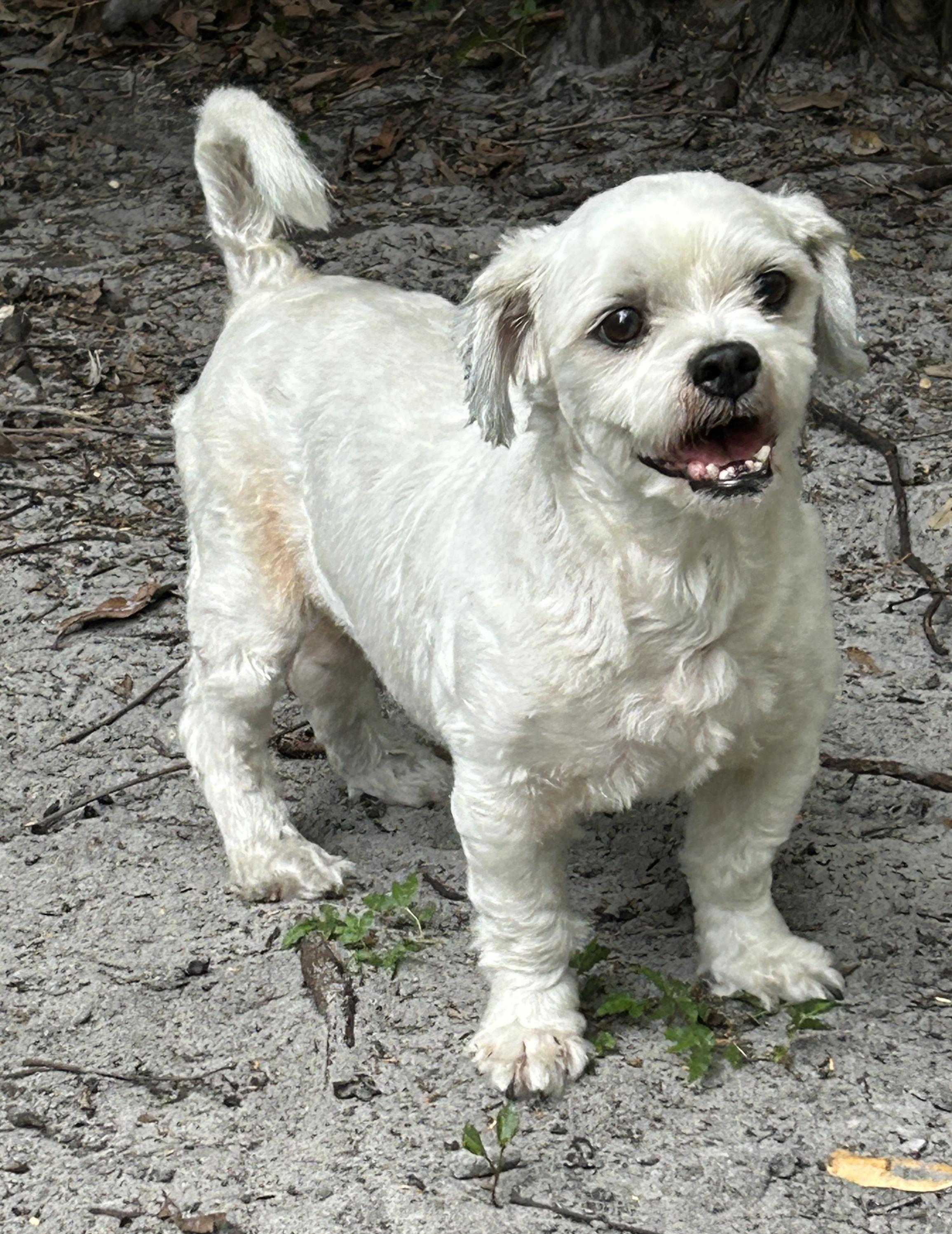 Enlarge Chevy, a Adoptable mixed breed in Sarasota, FL image 4/6