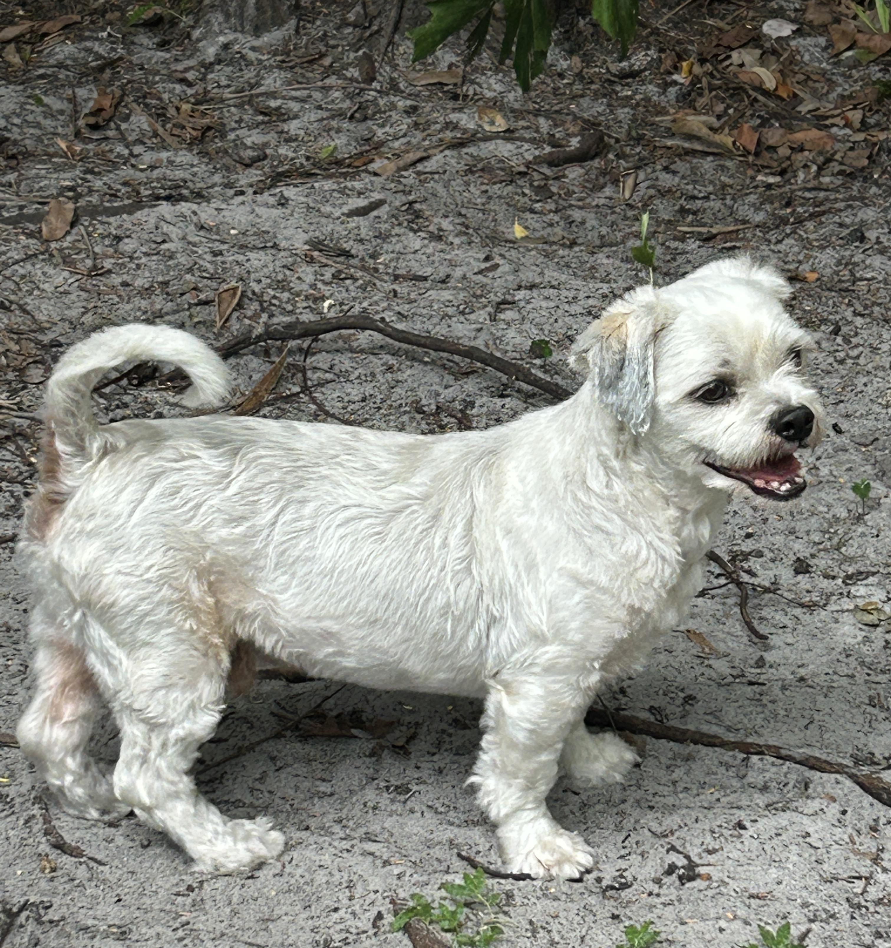 Enlarge Chevy, a Adoptable mixed breed in Sarasota, FL image 6/6