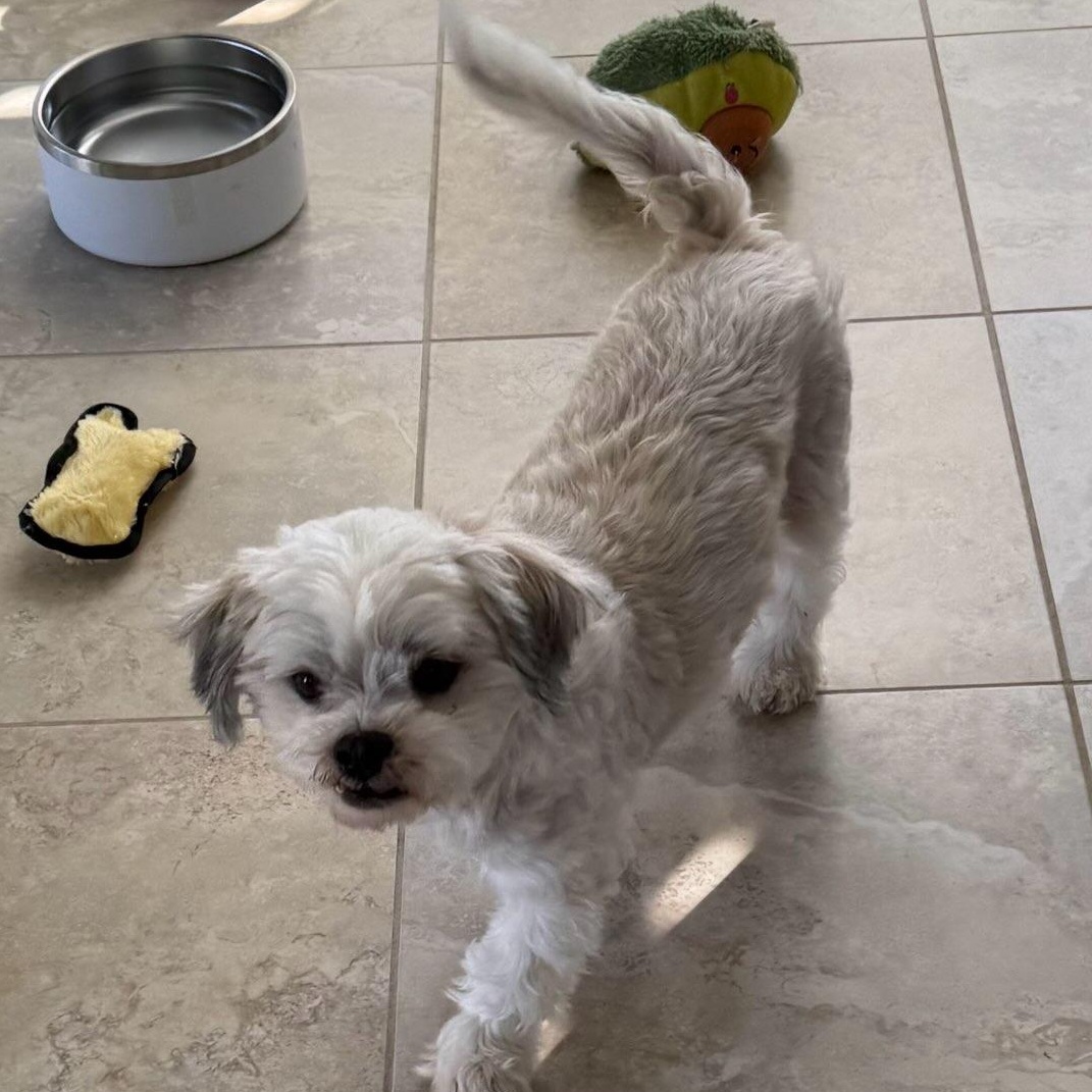 Enlarge Chevy, a ADOPTABLE mixed breed in Sarasota, FL image 3/3