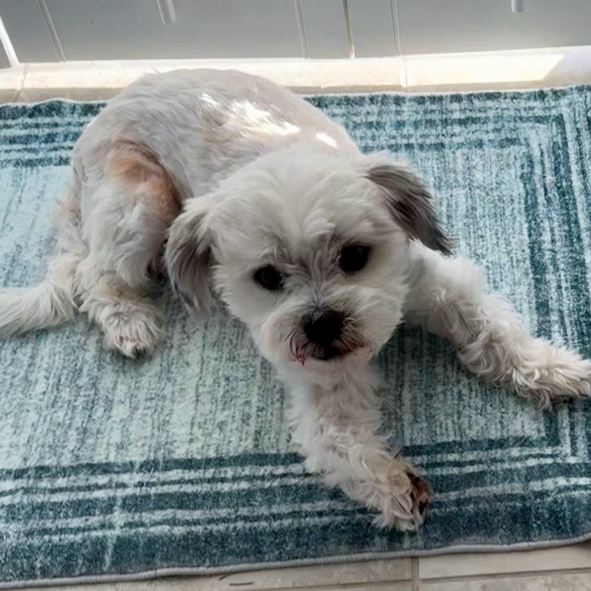 Chevy, Adoptable, Adult Male Maltese & Shih Tzu.