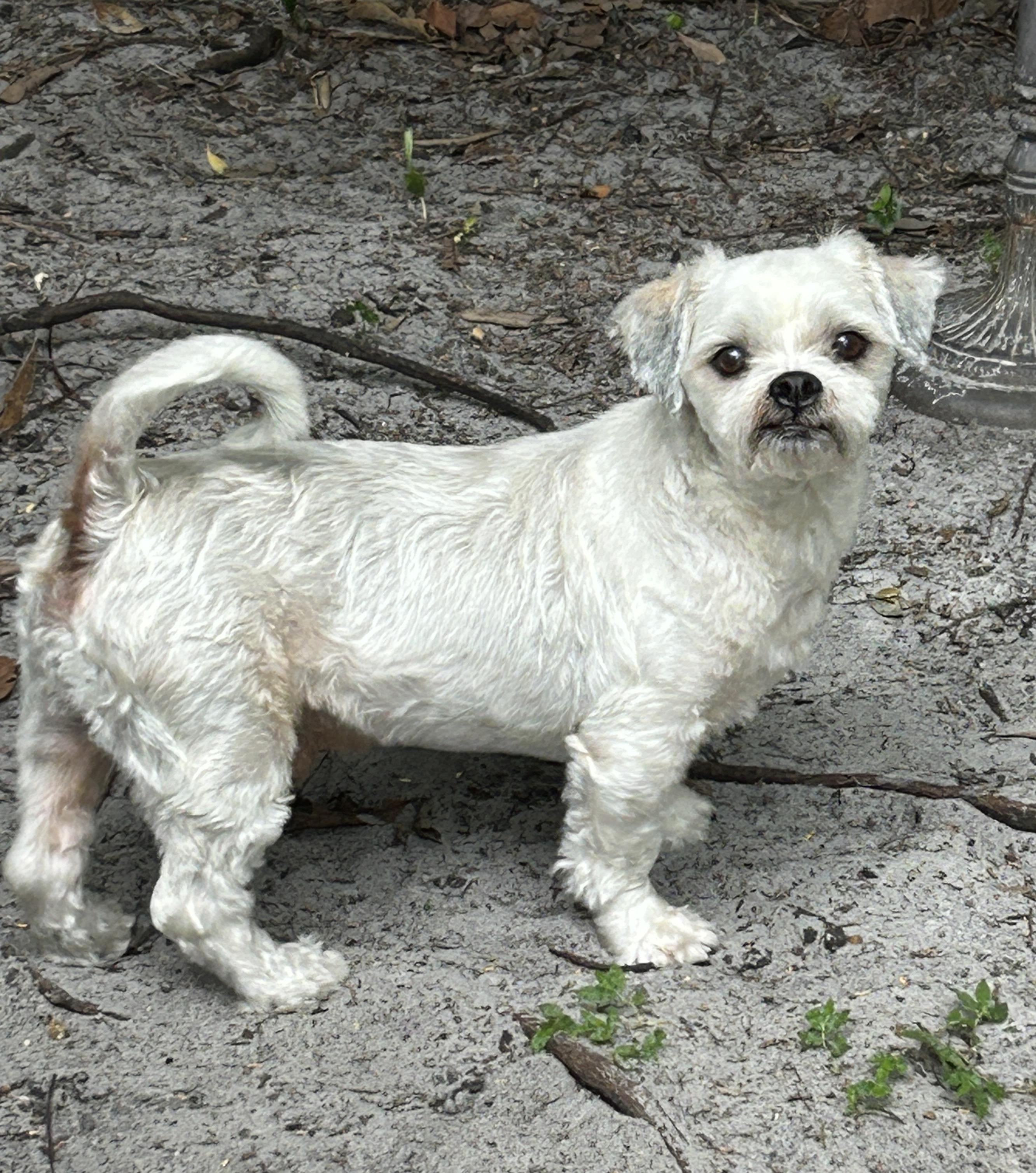 Enlarge Chevy, a Adoptable mixed breed in Sarasota, FL image 5/6