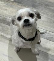 Enlarge Chevy, a ADOPTABLE mixed breed in Sarasota, FL image 4/4