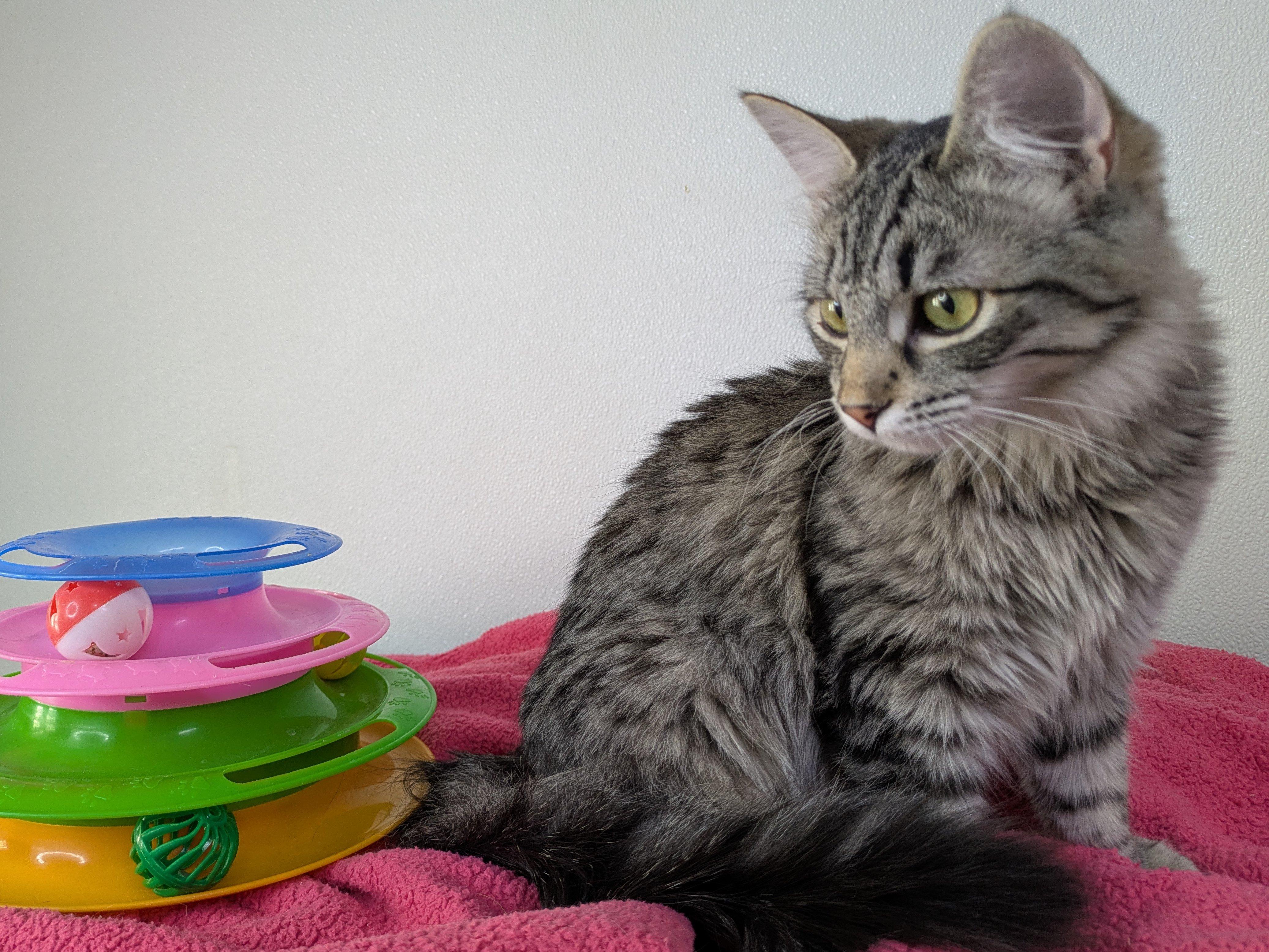Ruffles, an adoptable Domestic Medium Hair, Tabby in Republic, WA, 99166 | Photo Image 2