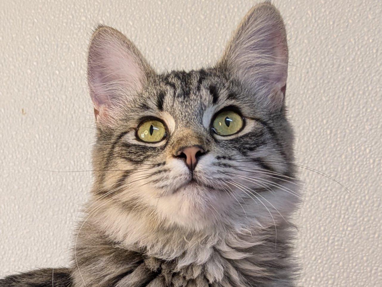 Ruffles, an adoptable Domestic Medium Hair, Tabby in Republic, WA, 99166 | Photo Image 1
